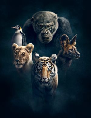 Dynasties, Does David Attenborough Do Enough to Save them?