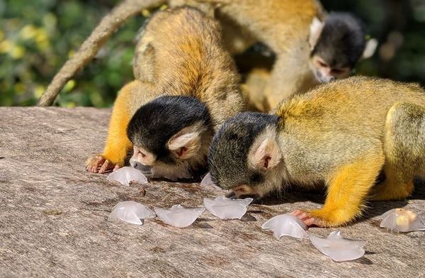 Squirrel Monkeys at ZSL London Zoo Prepare to Become TV Stars