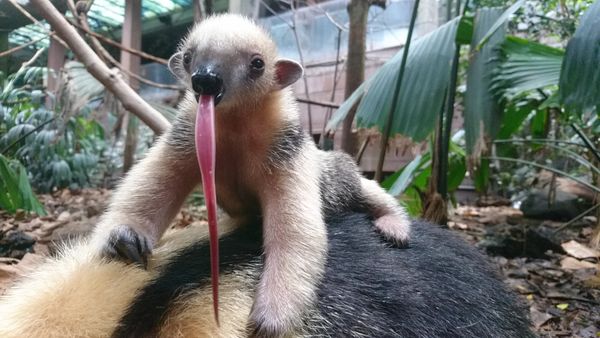 Tamandua Stars in ZSL London Zoo Nights Out