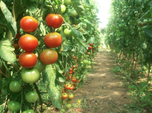 Biodynamic Farming