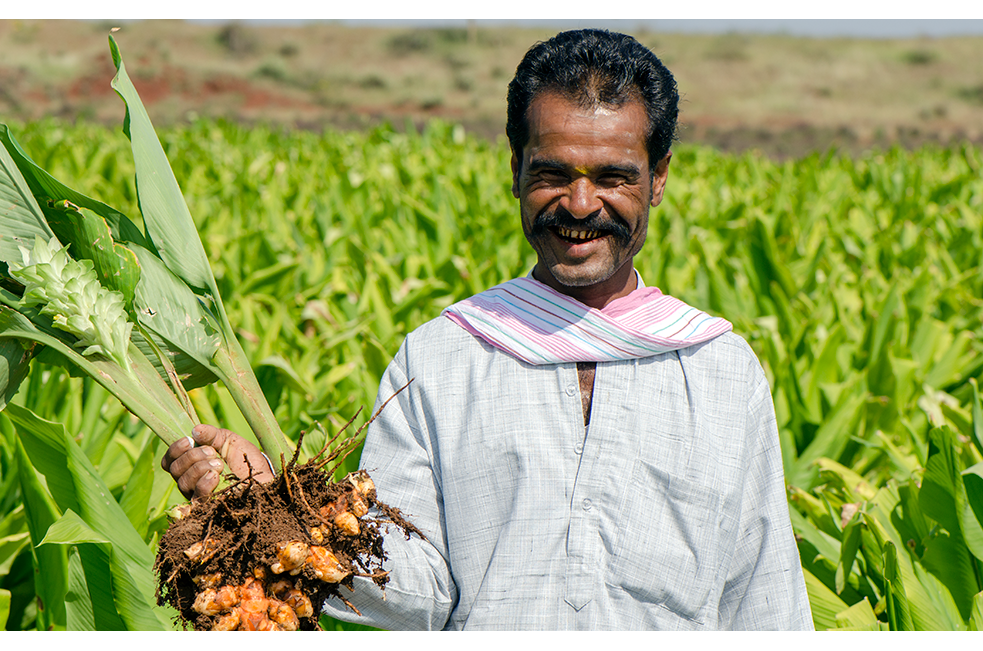 Farmer with organic turmeric root