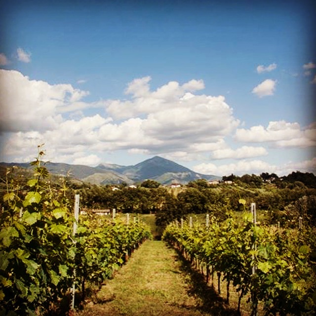 The vineyard at Palazzo Tronconi