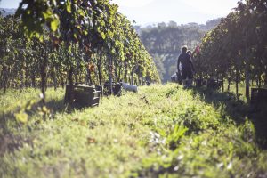 The biodynamic grape harvest at Palazzo Tronconi