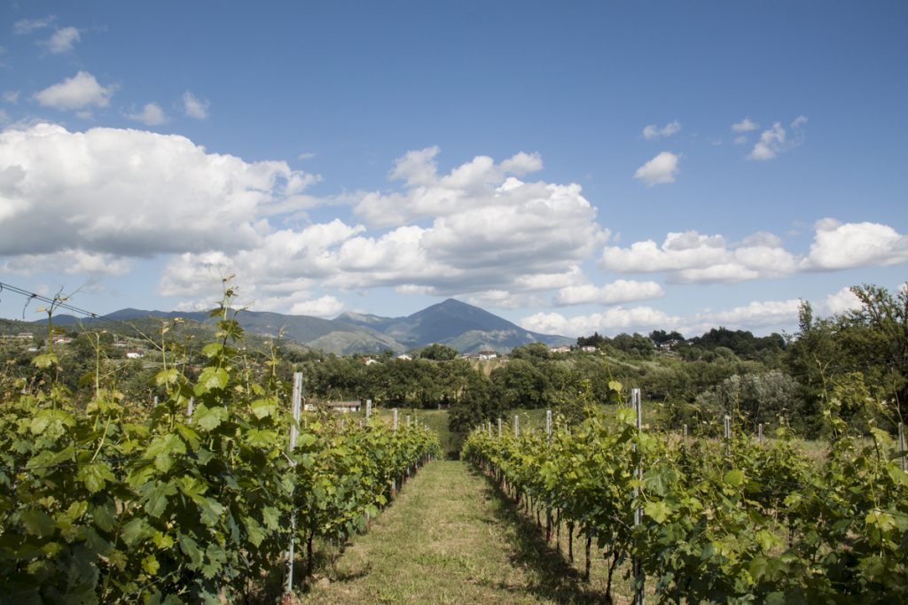 Palazzo Tronconi Biodynamic Vineyard