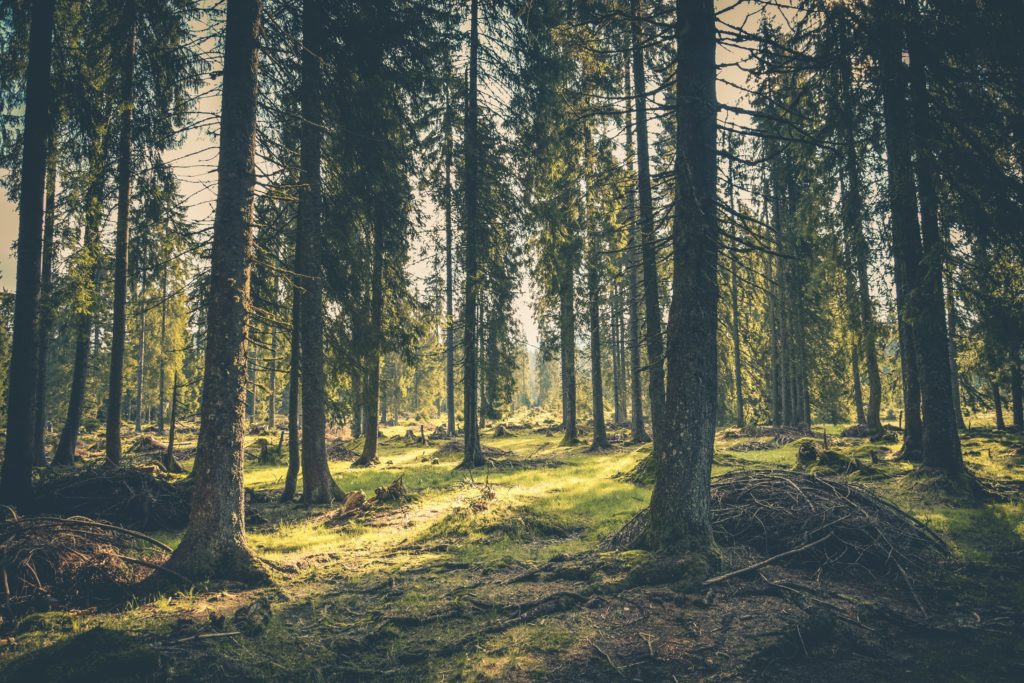 Sun streams through a gap in the leaves.