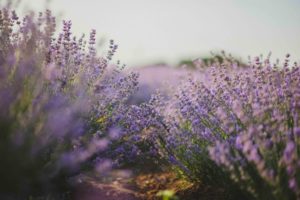 Lavender has many health benefits.