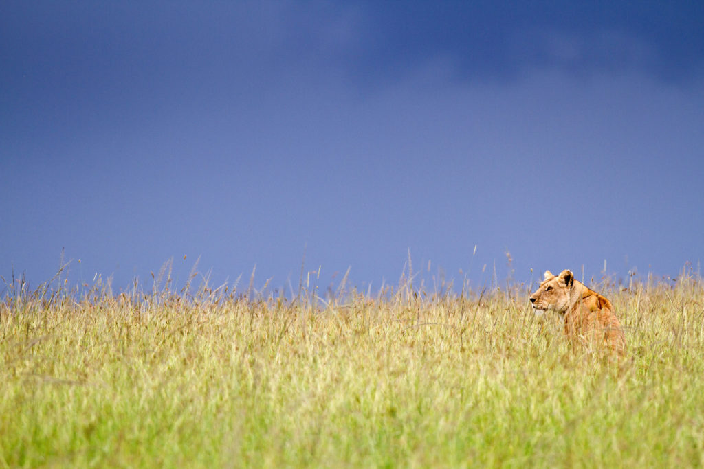 Dynasties, lioness Charm, photographer Simon Blakeney