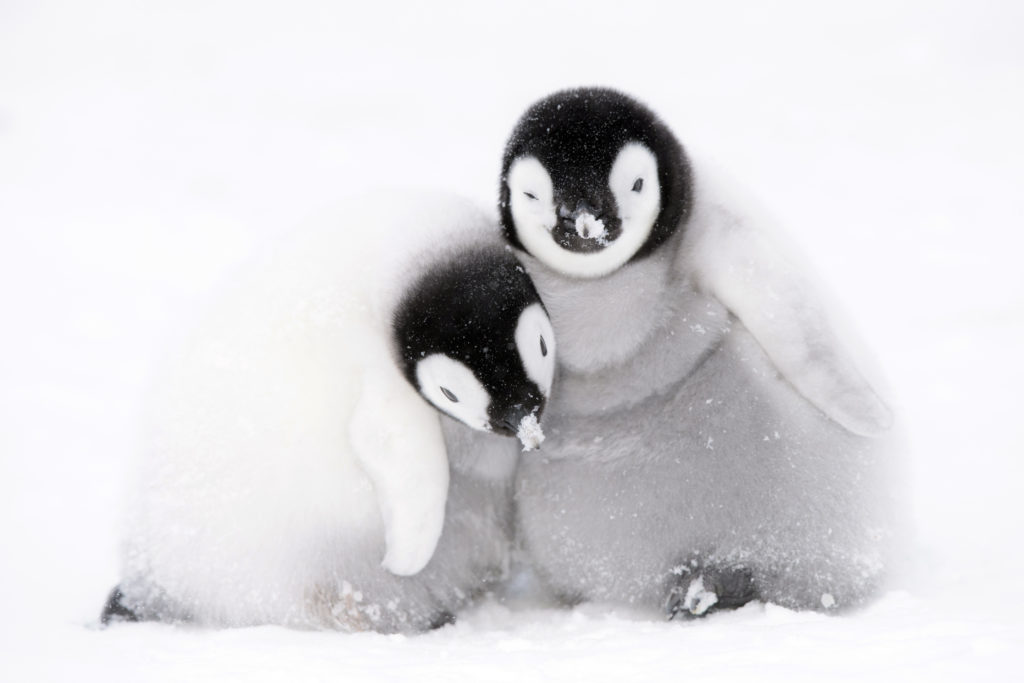 Dynasties, penguin chick huddle together for warmth, photographer Stefan Christmann