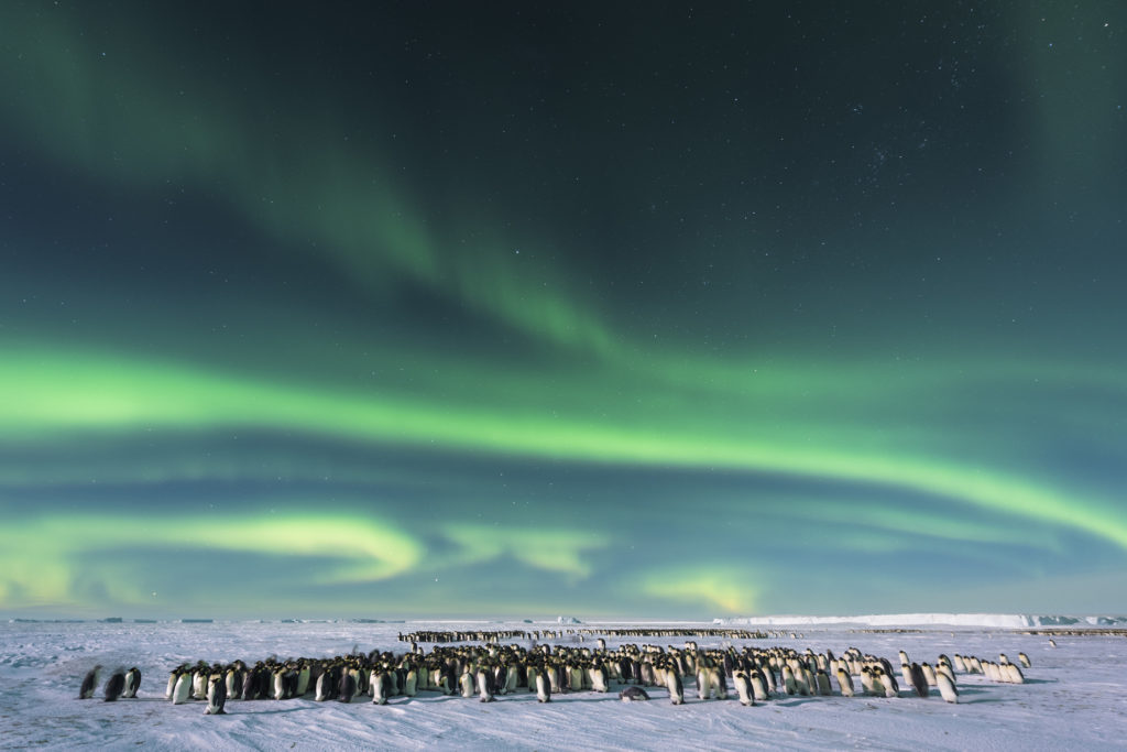 Dynasties, Emperor penguins - photographer Stefan Christmann