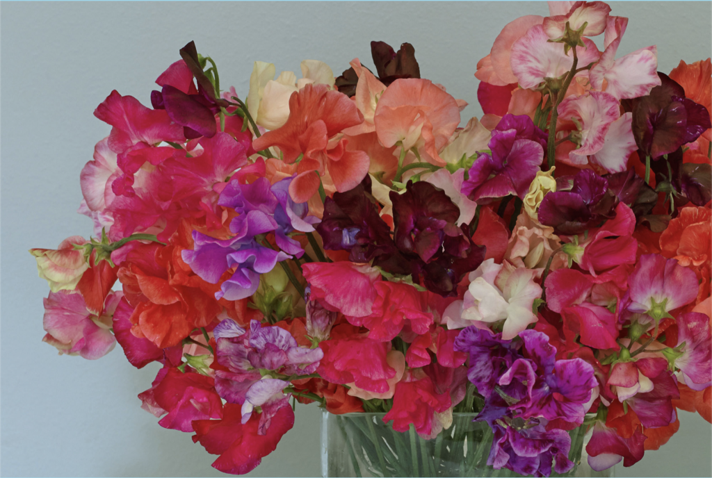 A floral bouquet from Fern Verrow farms.