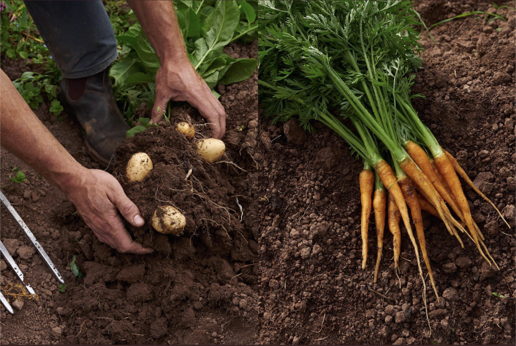 Produce from Fern Verrow farms.