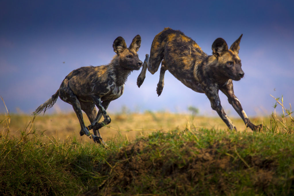 Dynasties, hyenas leap, photographer Nick Lyon