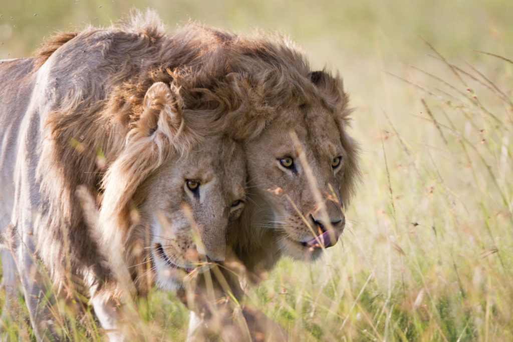 Lionesses Charm and Sienna photographed for Dynasties by Simon Blakeney