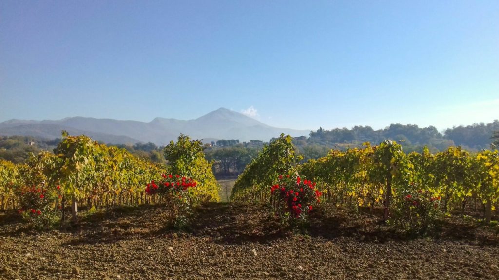 Palazzo Tronconi vineyard.