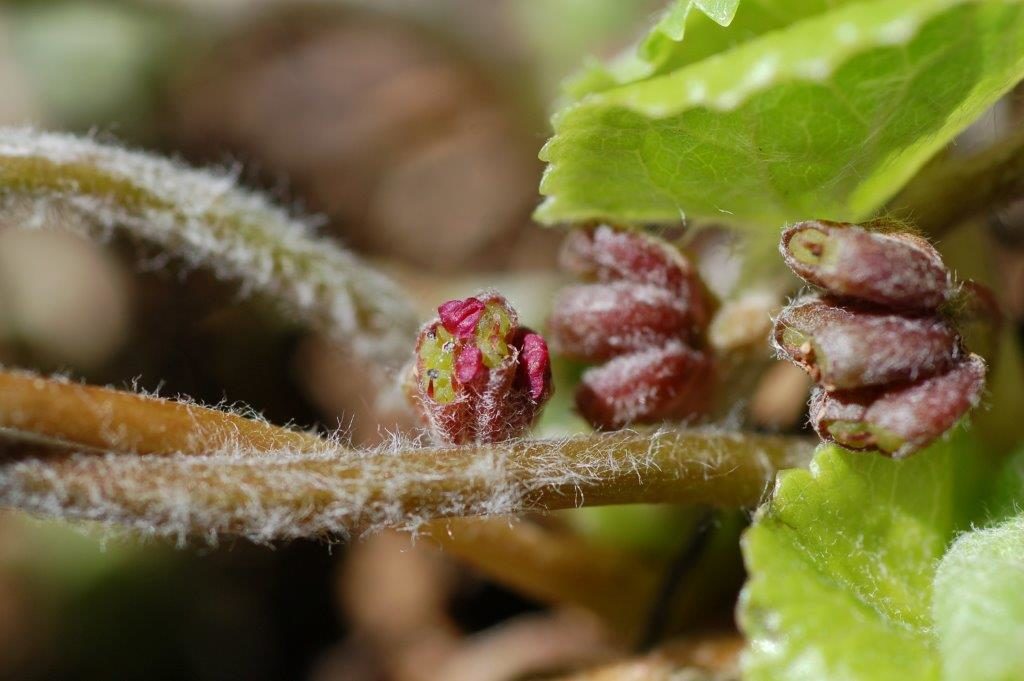 Gotu cola, a plant prized in Ayurvedic medicine