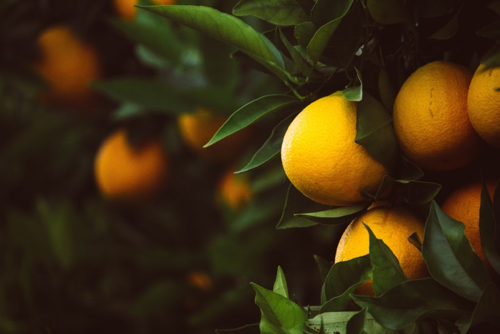 Orange trees photographed by Brienne Hong