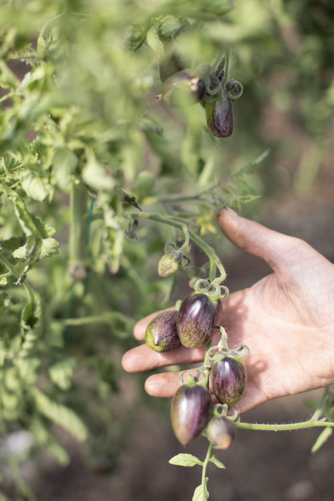 Veggies on the vine at Heckfield Place.