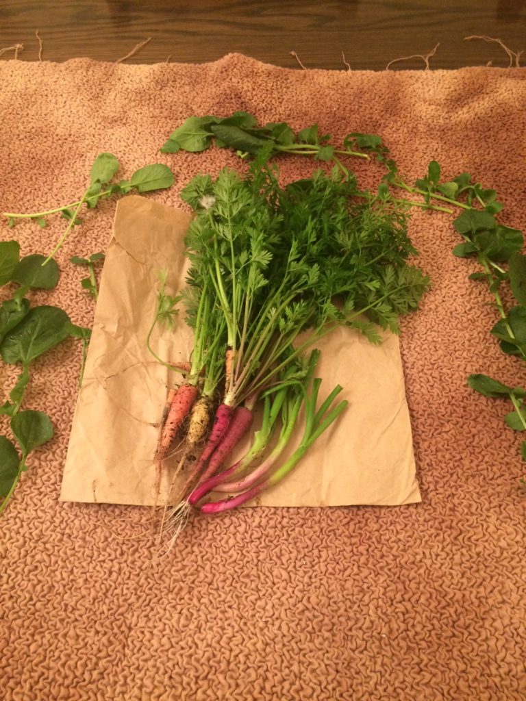 heritage carrots grown organically on Fran's allotment