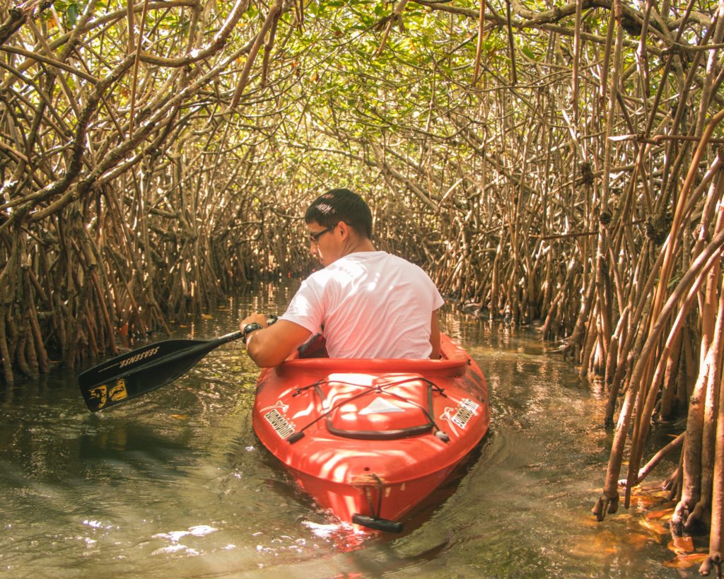 Mangrove Swamp