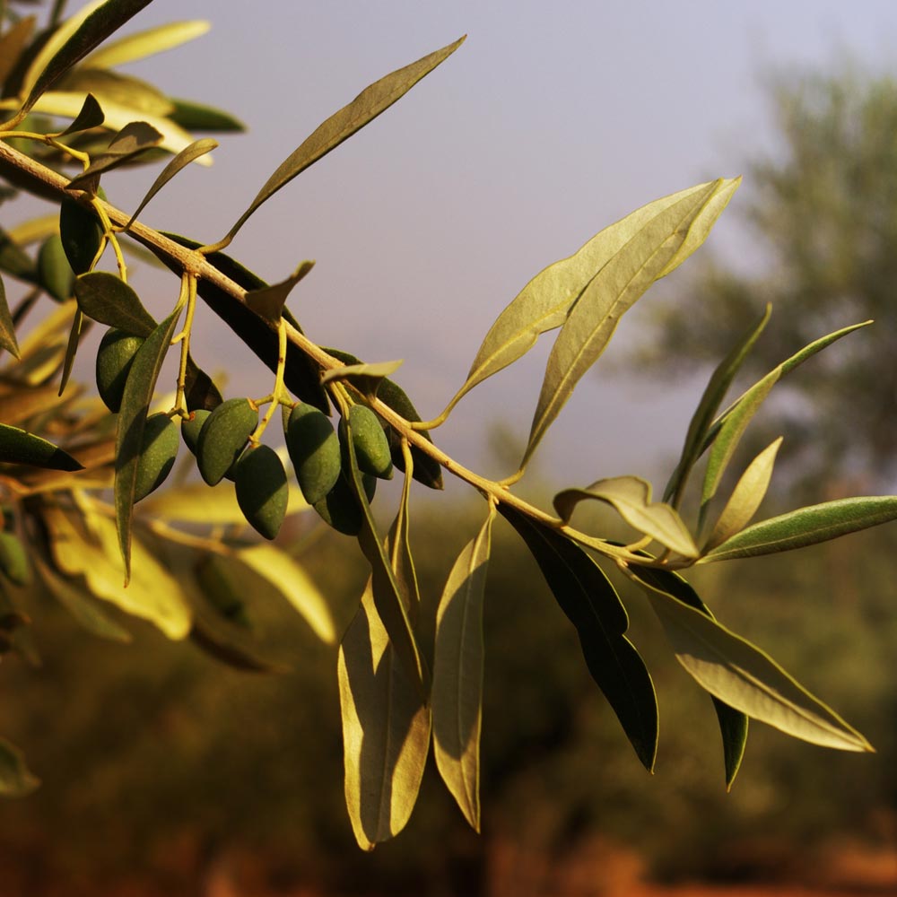 An organic olive branch from Oliveology's farm in Sparta, Greece.