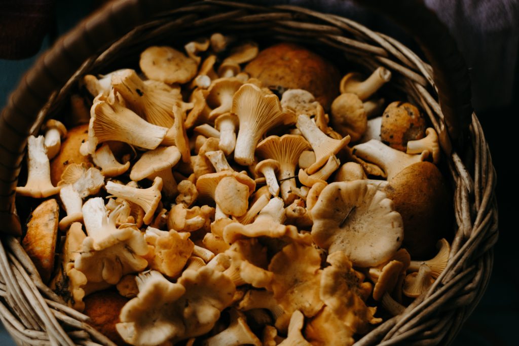 A basket of foraged mushrooms. Photo by Irina Iriser from Pexels.