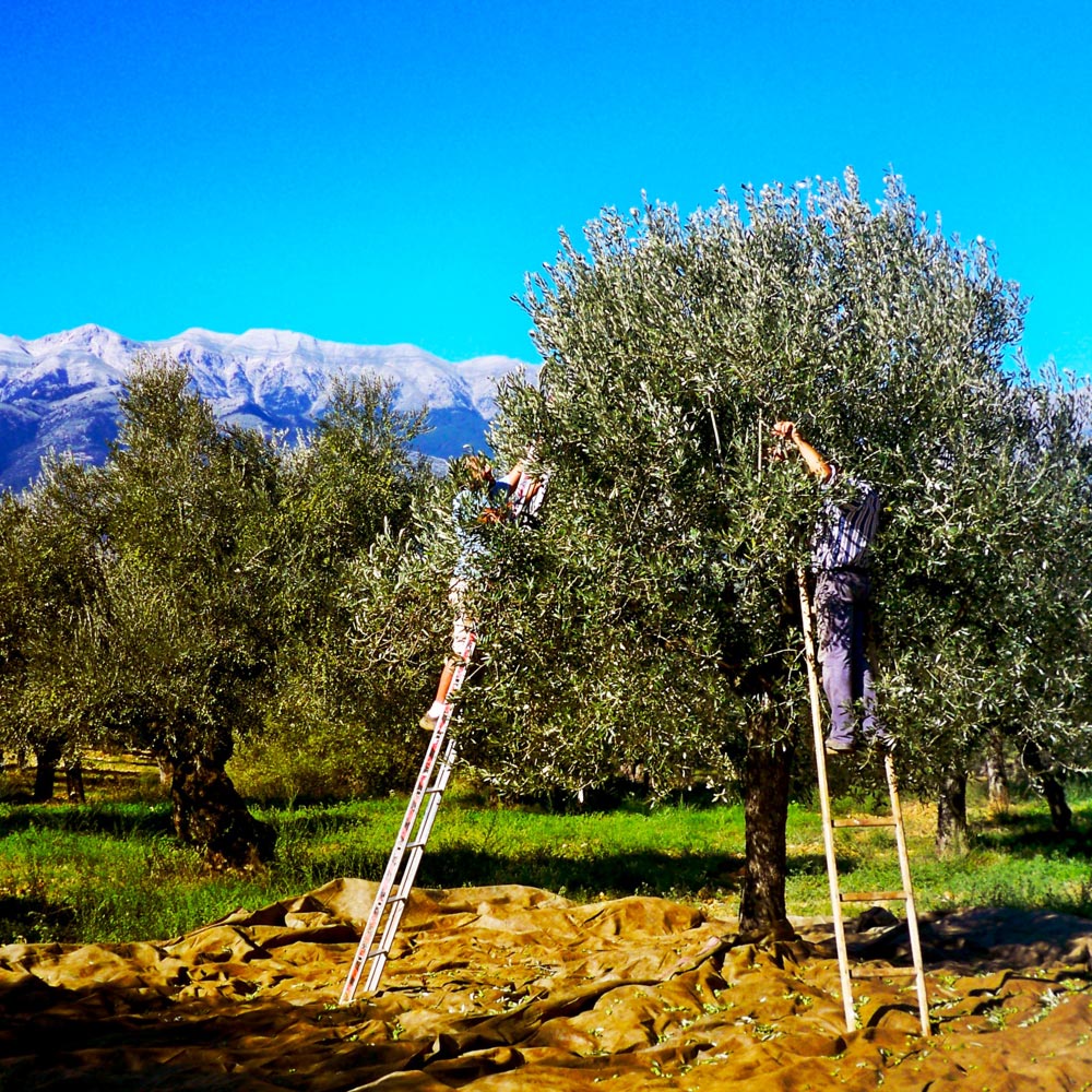 Workers pick olives from trees. Photo courtesy of Oliveology.