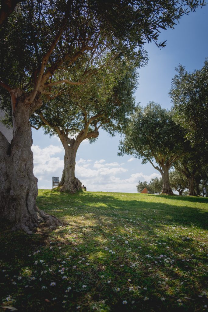 Olive Trees