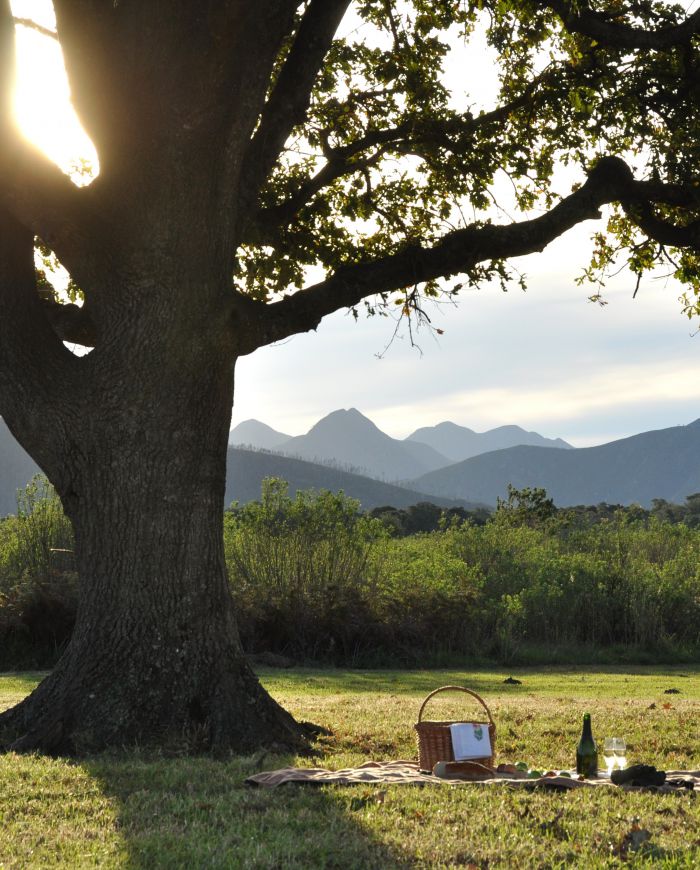 Greek Food Picnic